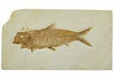 Detailed Fossil Fish (Knightia) - Wyoming #227458-1